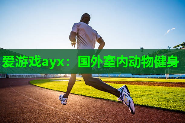 爱游戏ayx：国外室内动物健身